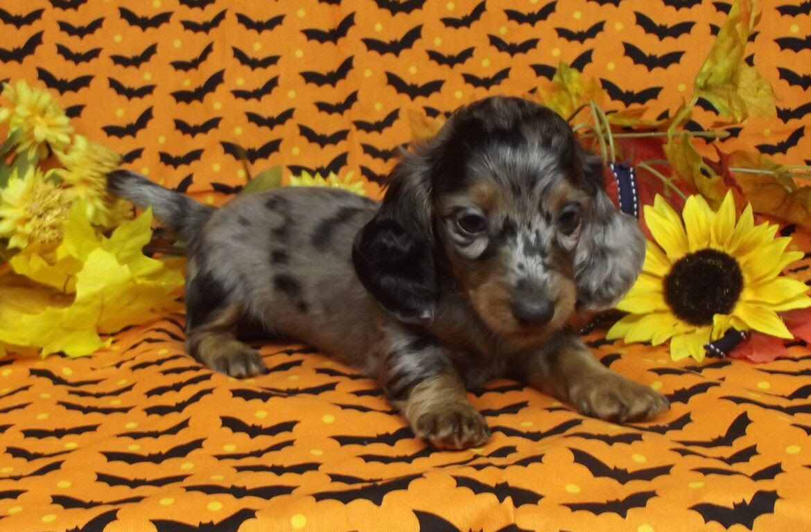 23+ Silver Dapple Miniature Dachshund Puppies For Sale In