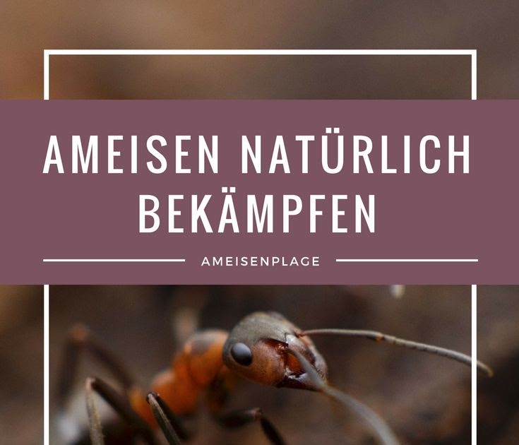 46+ toll Fotos Ameisenplage Im Garten - Hausmittel gegen Ameisen in