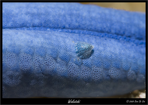 Thyca cristallina (SDV_5874)