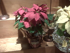Supermarket poinsettia