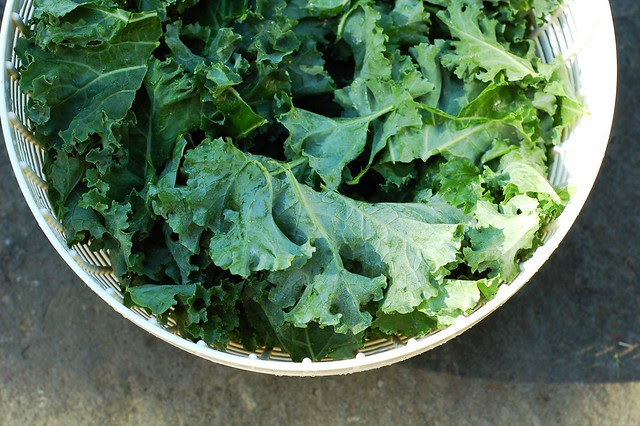 Kale in the salad spinner by Eve Fox, the Garden of Eating blog, copyright 2013