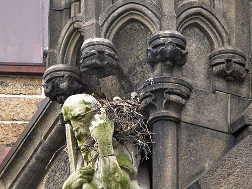 First Look at Cathedral Nestlings