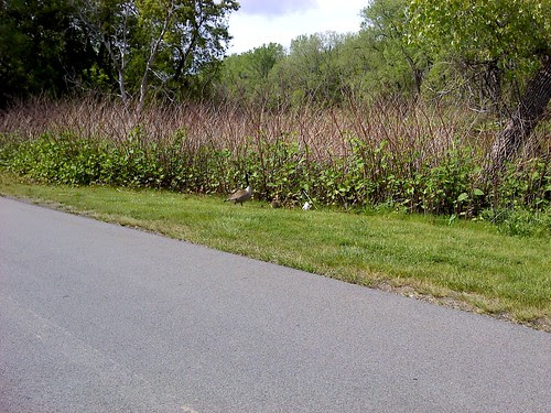 The Goose family I