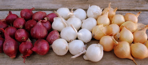 Balsamic onions ina row