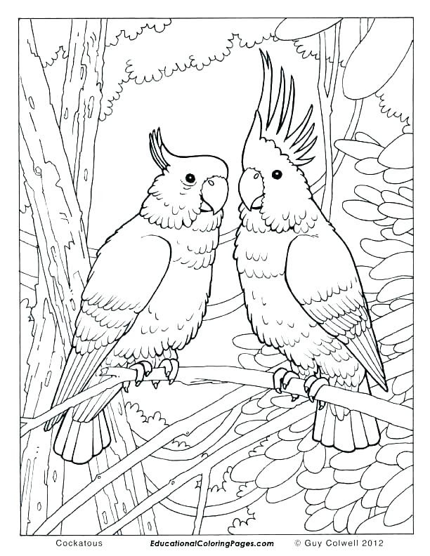 Easy Desert Animals Coloring Pages - Free Coloring Pages