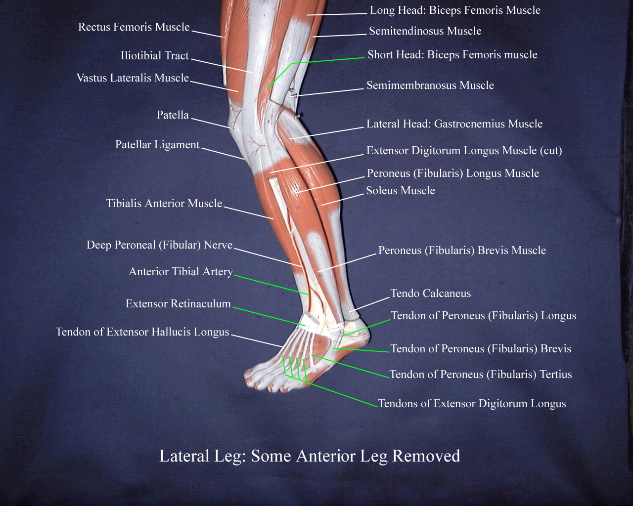 Muscles Of The Leg Google Search Leg Muscles Diagram Leg Anatomy | The ...
