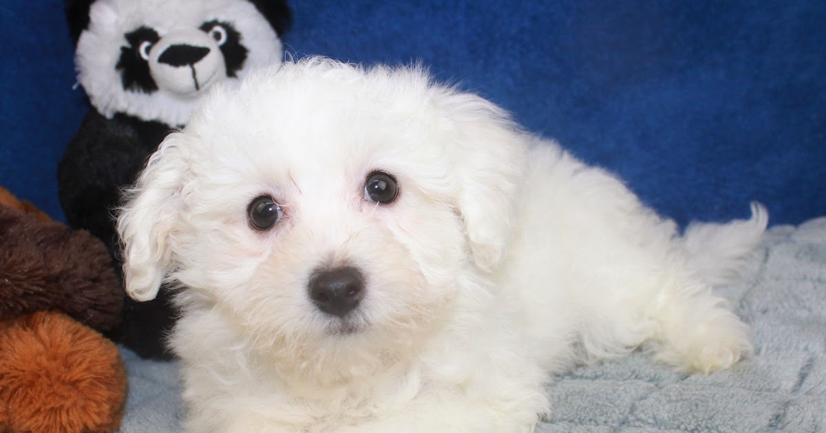 Bichon Frise Puppies For Sale Long Island