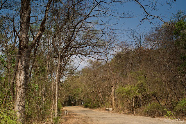 Dry Forest, Sanjay Gandhi National Park