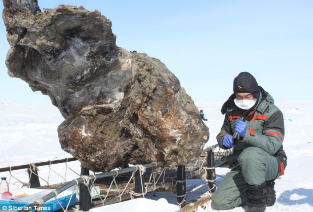 This image taken by the Yakutsk-based Northeastern Federal University, shows a researcher working near a carcass of a female mammoth found on a remote island in the Arctic Ocean.