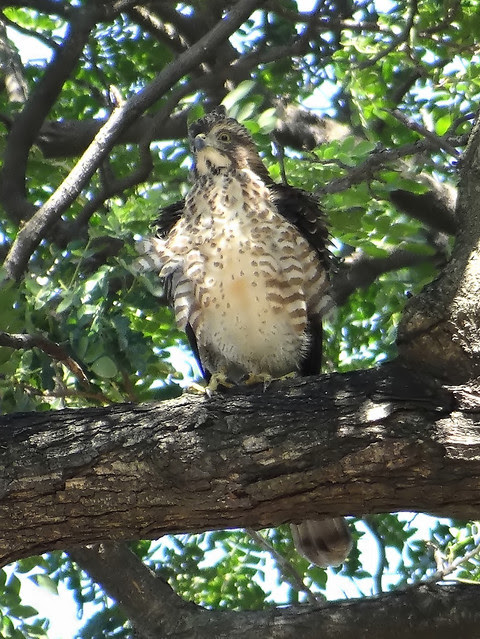 鳳頭蒼鷹/無限台南