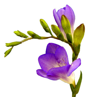 http://www.wholeblossoms.com/images/Freesia-Purple-Flower.jpg