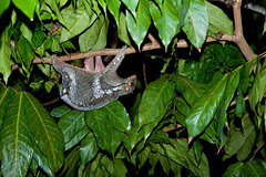 colugo flying lemur IMG_5203 copy