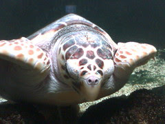 Atlantic Loggerhead Sea Turtle