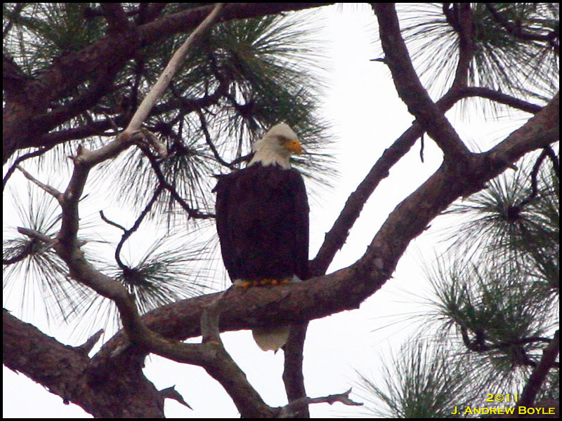 Bald Eagle Bald Eagle