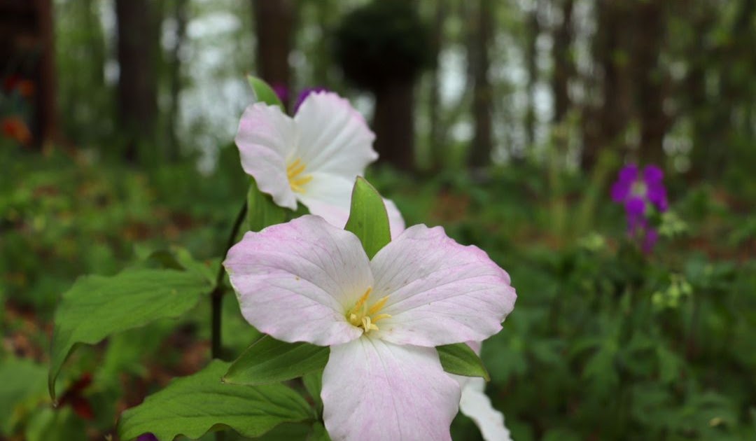 Blue Ridge Mountains Plants Plants BP