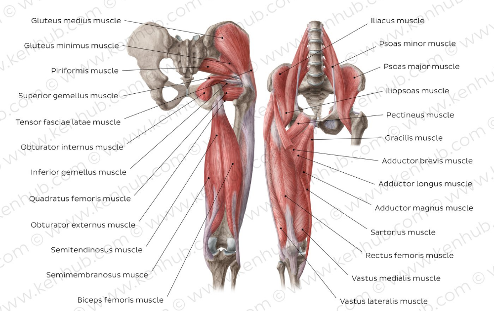Hip Muscles Diagram Labeled - Hip Picture Image On Medicinenet Com