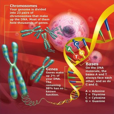 myprideindesign: Gene Therapy Definition Biology