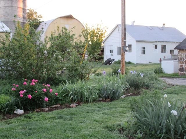 photo light pole bed with peonies and iris just starting_zpsvgjdxjrf.jpg