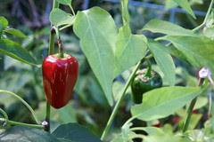 red jalepeno