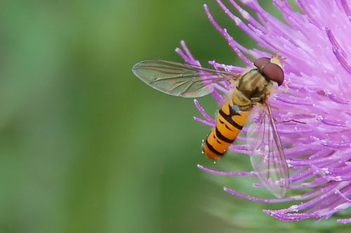 hoverfly2