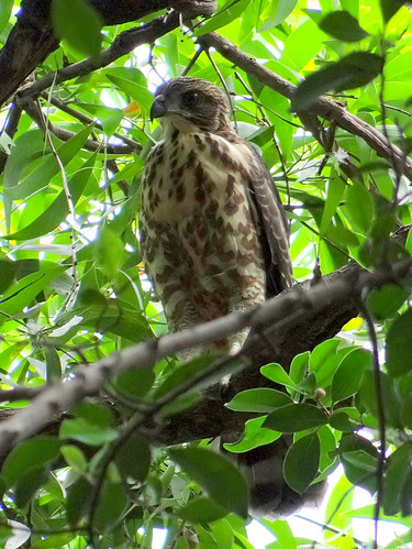 鳳頭蒼鷹/無限台南
