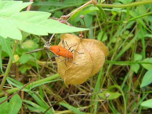 大紅姬緣椿象與倒地鈴蒴果/無限台南