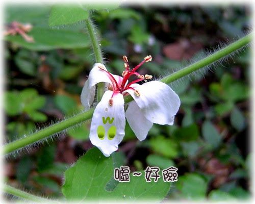 無限台南/油桐花