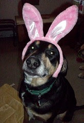 Tut_bunny_411f