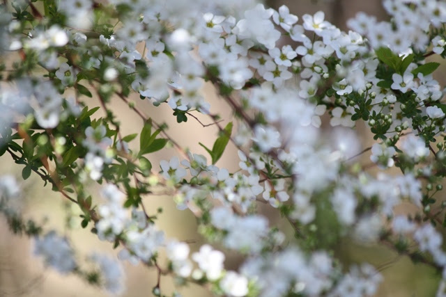 IMG_0688 (640x427, 138Kb)