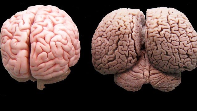 Fogonazos: Comparando nuestro cerebro con otras especies