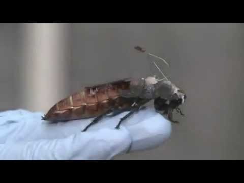 Japanese scientists have created cockroach cyborgs for domestic helpers (VIDEO)