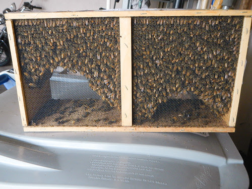 Hiving Honey Bees in Top Bar Hive
