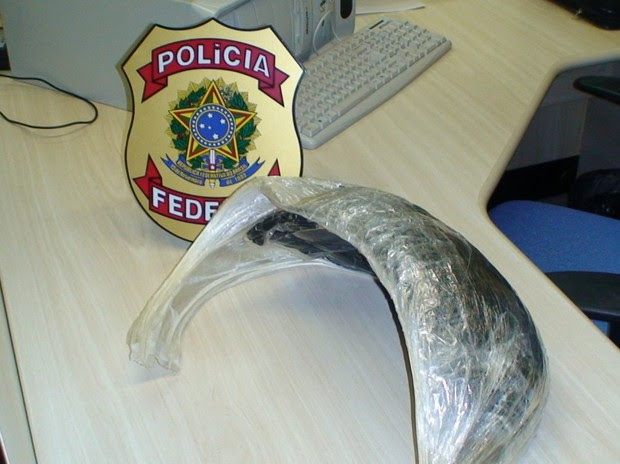 Polícia encontrou barriga feita de durex que continha droga (Foto: Divulgação/PF)
