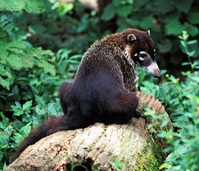 Enchanting Costa Rica: 8 Tips To Spot Rainforest Wildlife In Costa Rica