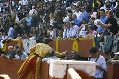 toros (1)