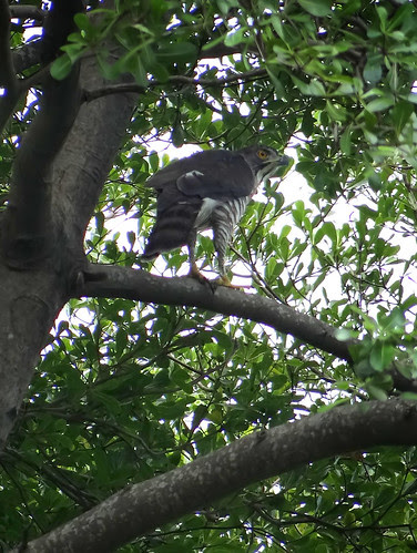 鳳頭蒼鷹/無限台南