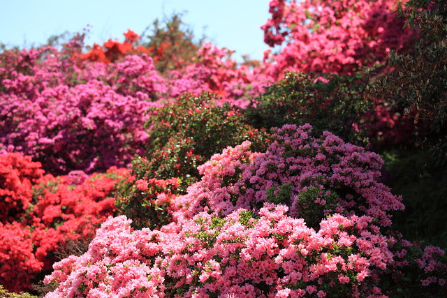 Azalea / Rhododendron / 躑躅(ツツジ)