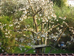 Kirschblüte 2010