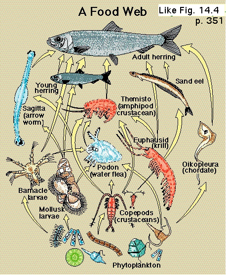 Food Chain Deep Sea Food Web
