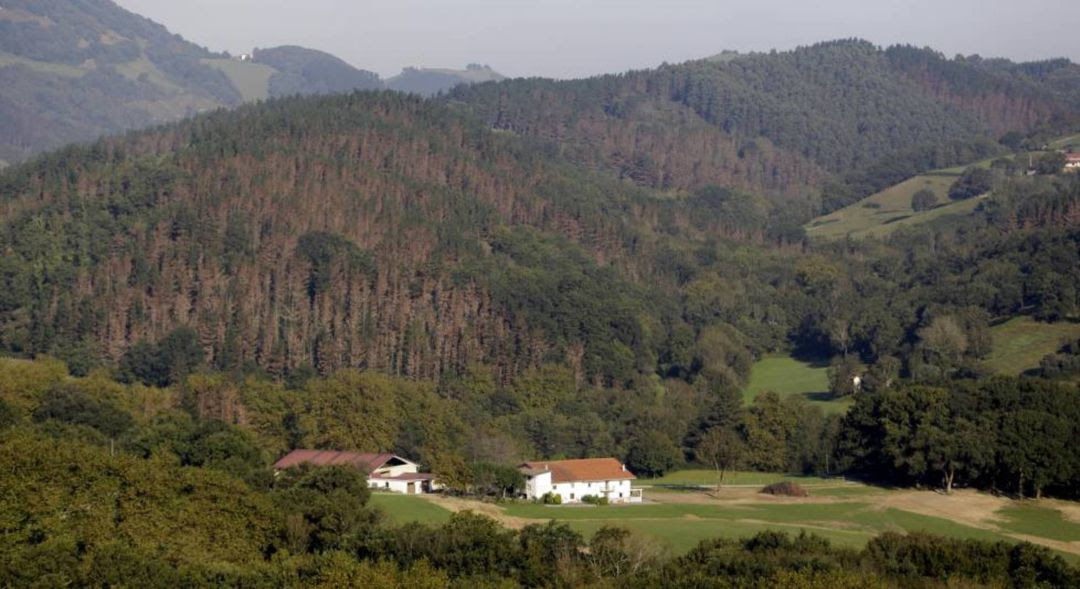 La enfermedad de los pinos conocida como banda marrÃ³n o banda roja, se aprecia en los montes de Gipuzkoa.l