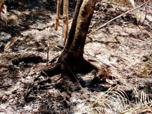 Incêndio destrói árvores em Ilhéus (Foto: Corpo de Bombeiros/Ilhéus)