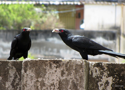 Twin sharing