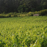 Une journée sur la route des vins, dans le Châtillonnais