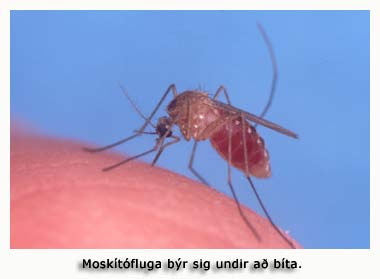 Moskítófluga