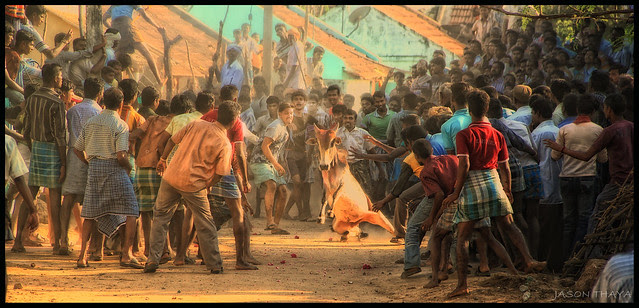 Jallikattu - Front view
