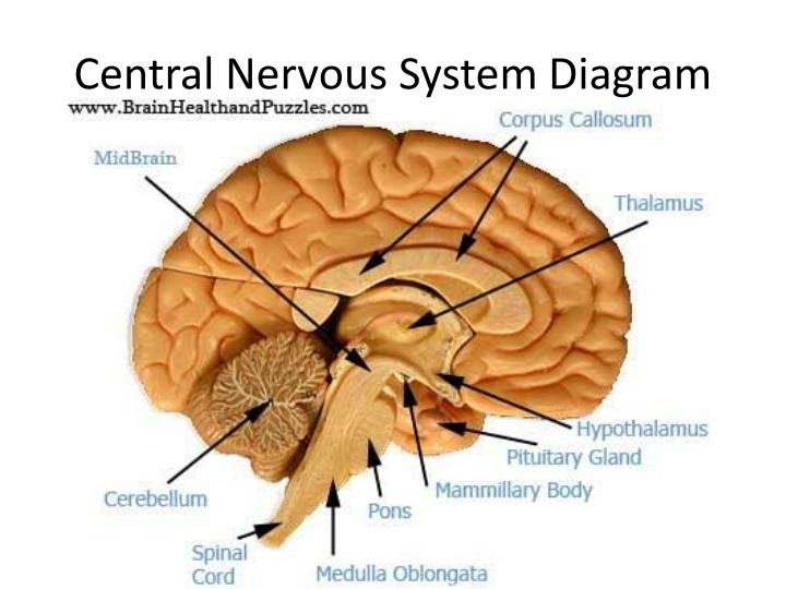Nervous System Diagram / File:Nervous system diagram arrows.svg