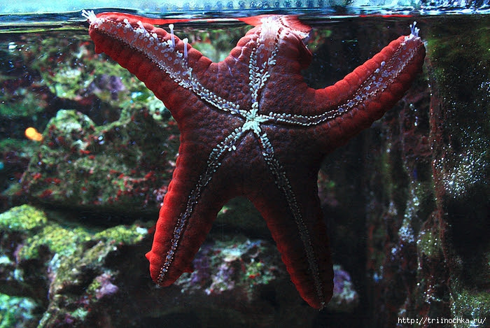 Live underwater world!