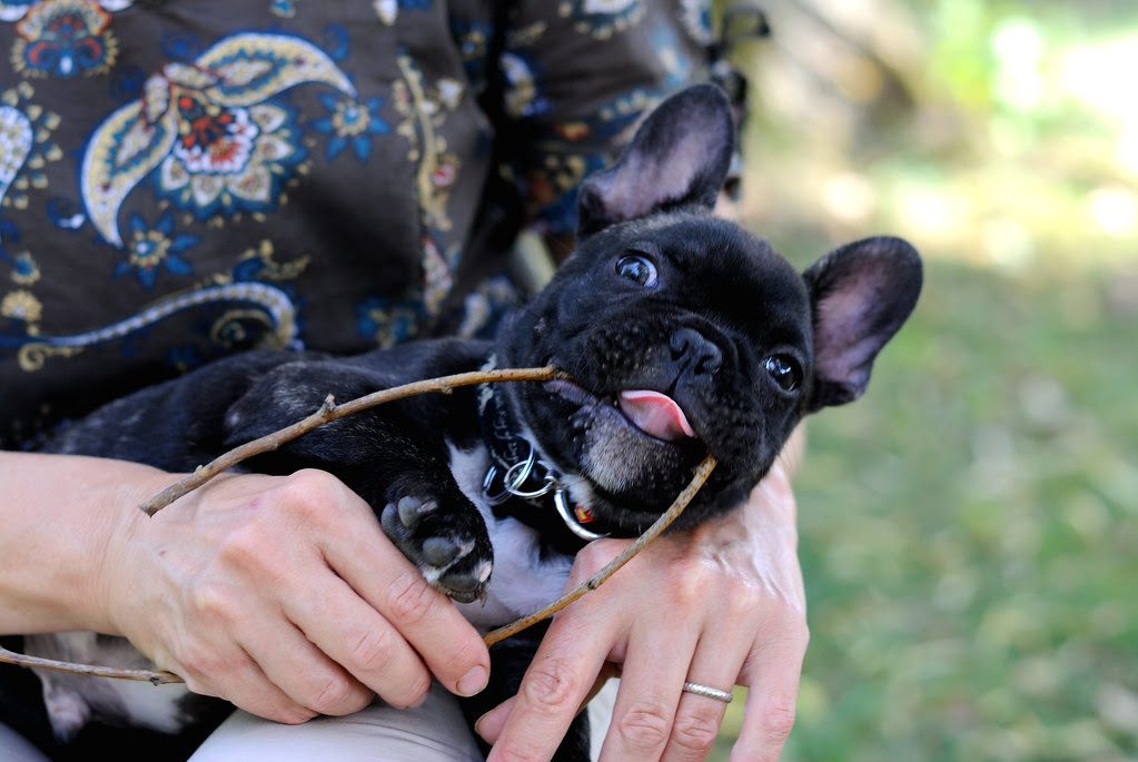 Griffin, bouledogue français