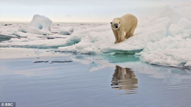 Hot topic: The plight of polar bears captures the hearts of many, but are the ice caps still shrinking?