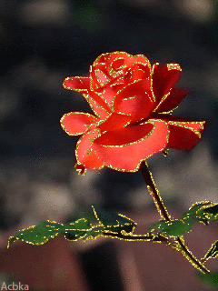 Алая роза